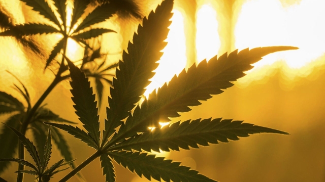 The Green Revolution: Unveiling the World of Marijuana