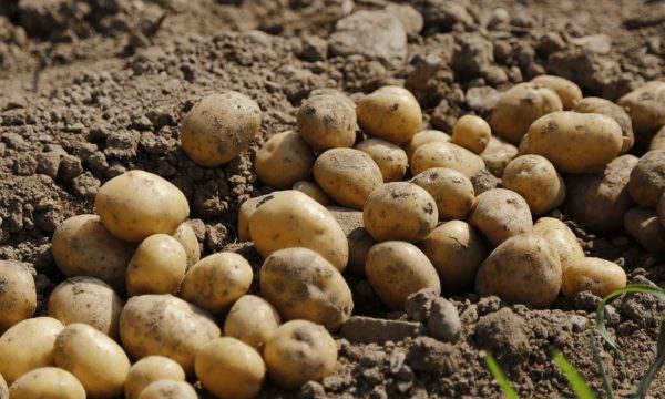 From Spuds to Success: Unleashing the Secrets of Potato Planting