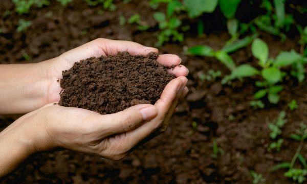 Unearthing the Secrets of Organic Soils