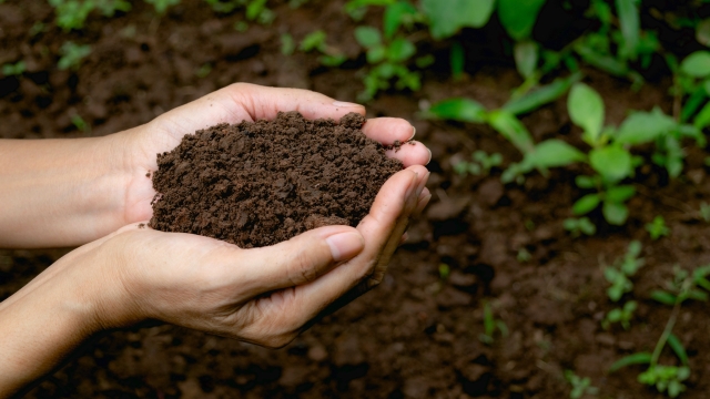 Unearthing the Secrets of Organic Soils