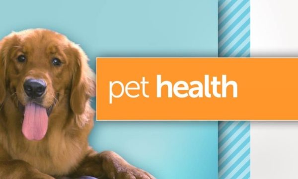 Unleashing the Secrets to Optimal Pet Health