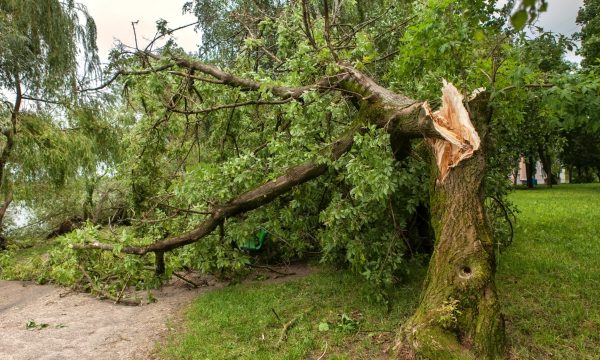 Branching Out: The Art of Tree Management