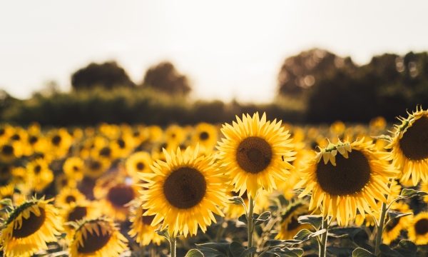 From Pests to Blooms: Overcoming Cabbage Worms to Harvest Sunflowers