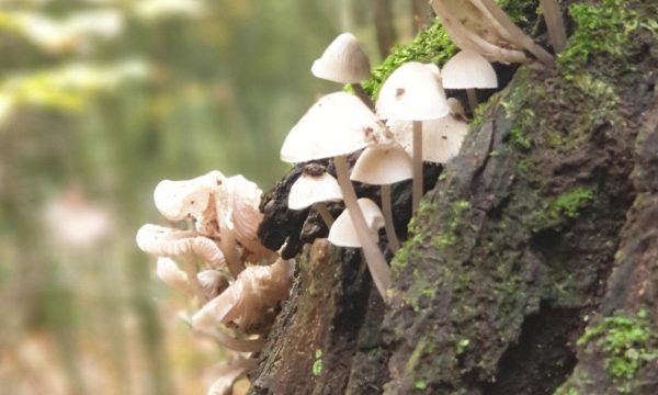 From Spores to Harvest: Unleashing the Magic of Mushroom Cultivation