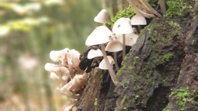 From Spores to Harvest: Unleashing the Magic of Mushroom Cultivation