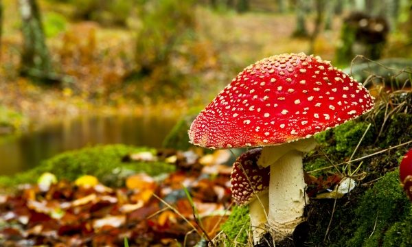 Fungi Fantasia: Unleashing the Magic of Mushroom Growing