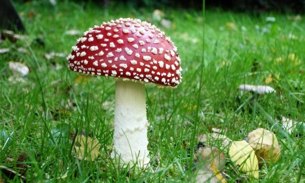 The Fungus Among Us: Unlocking the Secrets of Mushroom Cultivation