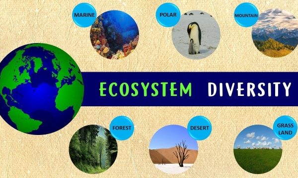 Nature’s Symphony: Exploring the Harmony of Ecology and Biodiversity