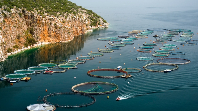 Revolutionizing Aquaculture: The Future of Fish Farming Technology