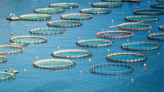 Revolutionizing the Deep: The Future of Aquaculture Technology