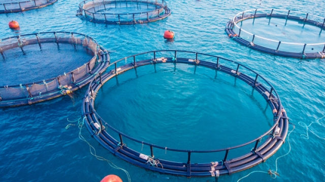 Revolutionizing the Seas: The Future of Aquaculture Technology