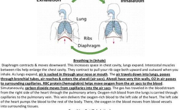 Discovering the Future of Breathing: Innovative Inhalation Devices Revolutionizing Health